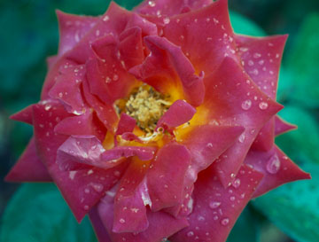Rosey Raindrops