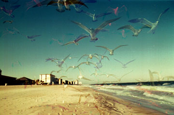 See-Thru Seabirds